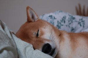 Photo Sleep Quality