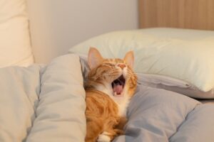 Photo Sleep Hygiene