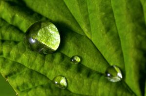 Photo Reducing Environmental Toxins