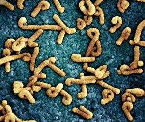 Photo Gut Microbiome