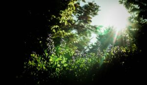 Photo Sunlight Exposure
