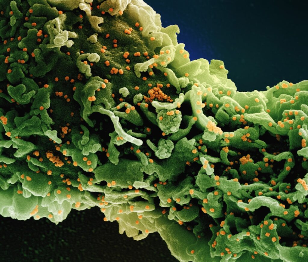 Nutritional Insights: Why Micronutrient Density Matters More Than Calories
